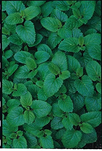 Approx 150 Seeds of Lemon Balm