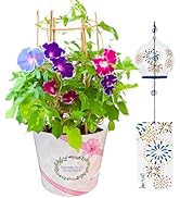 Amazon.co.jp: 花のギフト社 朝顔 風鈴 あさがお アサガオ 花