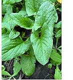 SPINICH -Medicinal Herbs - Good King Henry - Packet of 50 Seeds
