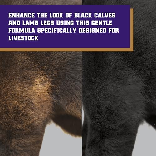 Image of Weaver Livestock Black Hair Dye & Activator Kit for Cattle & Sheep