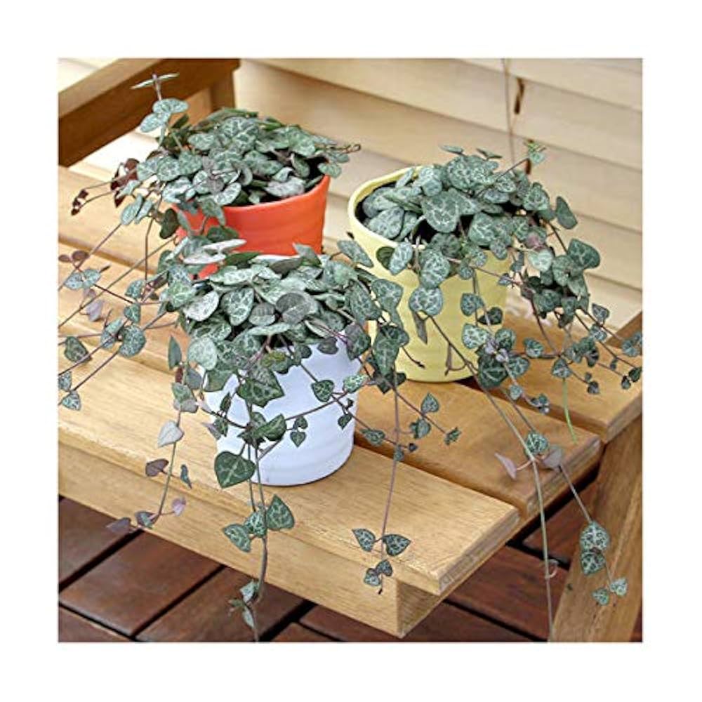 観葉植物 たねきち商店 | ・ Agave potatorum cubic 白覆輪 大きくなっ