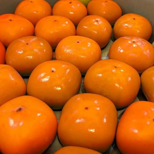 т˂̑ʐ ` xL` ܂ 햳` Gi 2.5kg 5kg H ` Yn ޗ g ƒp ` JL  p ʕ  t[c hV̓ Mtg v[g (3.5kg)