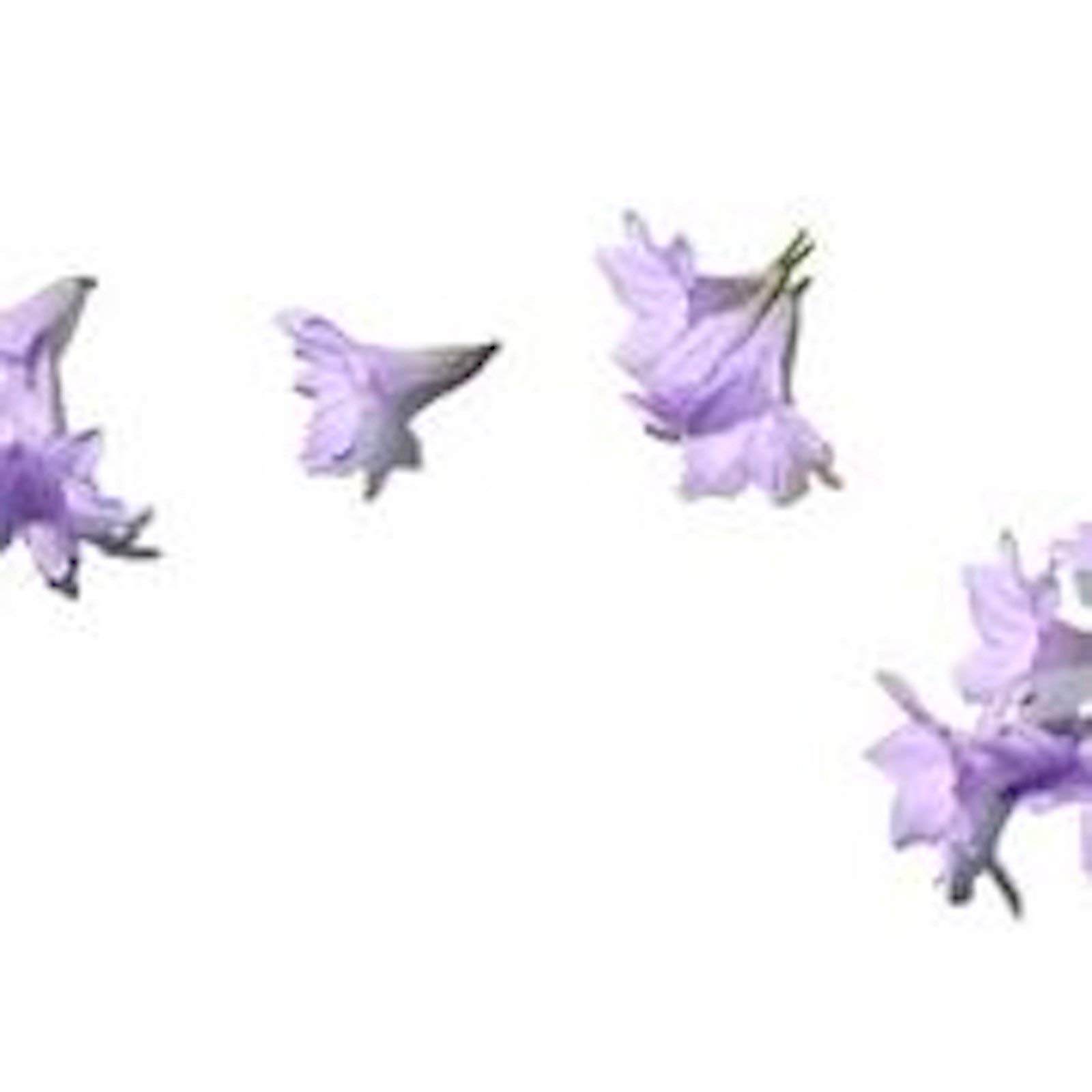 Benamôr – Jacarandá Supreme masło do ciała z aloesem, masłem shea, olejem rycynowym i esencjami kwiatowymi – kojący i wygładzający krem nawilżający – bez parabenów, wegański – garnek 200 ml