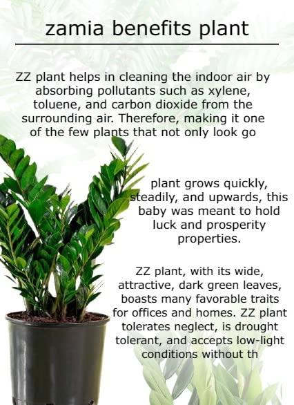 PlantaZee Live Zamia zz air Purifying Plant : Amazon.in: Garden & Outdoors
