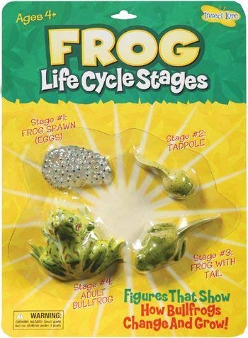 Life Cycle Stages-Frog