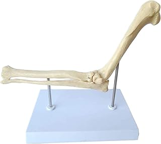 Study Model Educational Model Dog Ear Structure Anatomy Animal Organ Model Canine Dog Ear Anatomical Model Medical Teaching Model for Animal Health Care Veterinary Medical Equipment,Medical Models