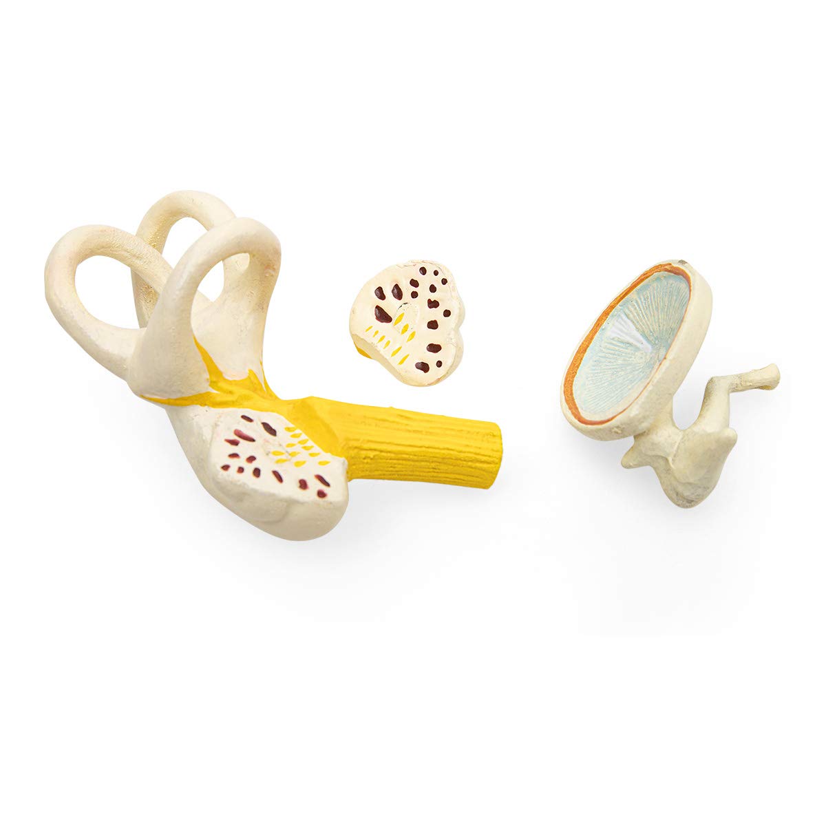 Anatomia Elementare Modello di Orecchio Anatomico – Orecchio Ingrandito 3 Volte con Orecchio Esterno, Medio e Interno, Ossicini Rimovibili, 4 Parti, Dipinto a Mano, Base