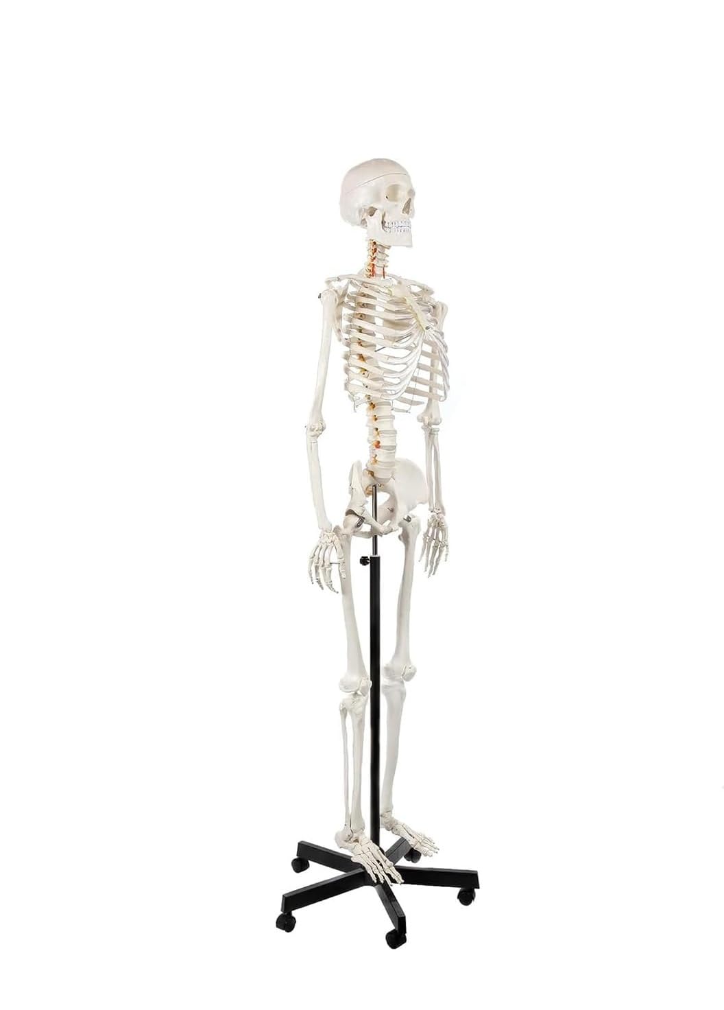 Scheletro umano a grandezza naturale modello 206 Scheletro anatomico con ossa con supporto rotante