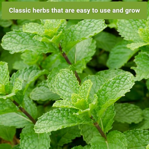 Sow Right Seeds - Mint and Peppermint Seeds Collection for Planting - Non-GMO Heirloom with Instructions to Grow an Herb Garden Indoors or Outdoors - Great Hydroponics Variety - Gardening Gift - Image 5