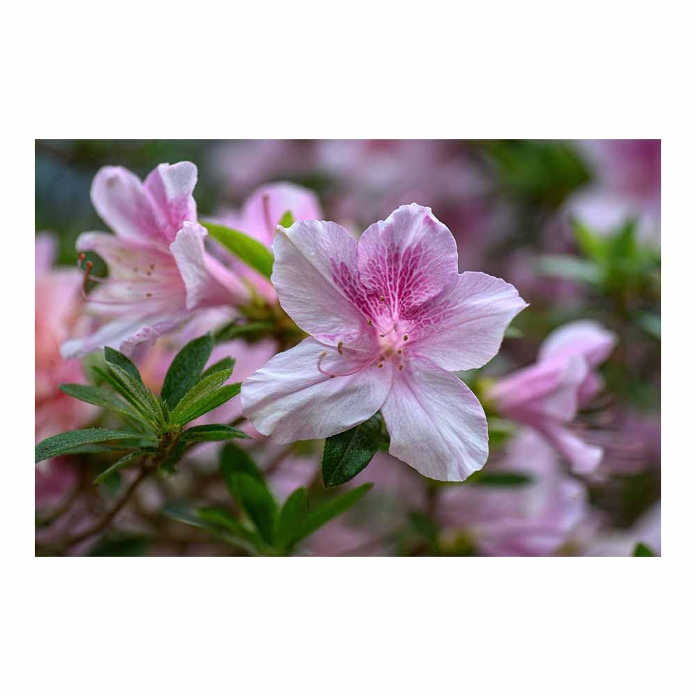 ZAMAEIU Nature Landscape Canvas Wall Art Pink-veined blossoms posters picture, Modern Wall Decor, for Bedroom, Office, Living Room, Corridor, classroom(white)-80x120cm Unframed
