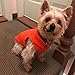 Gooby Fleece Vest Dog Sweater - Pumpkin, Medium - Warm Pullover Fleece Dog Jacket with O-Ring Leash for Small to Medium Dogs