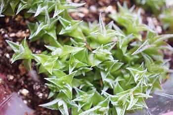 51od-ZIDLZL._AC_UF350,