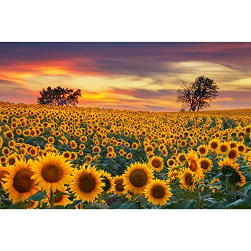 MISITU Puzzle classico 1000 pezzi per adulti e bambini puzzle impossible 1000 pezzi girasole puzzle