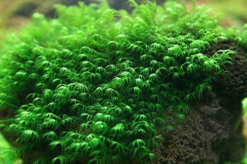 Aquarium Fan Phoenix Moss (Fissidens fontanus) - Mini Cup 50 ml -...
