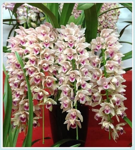 Porte Grácil y Armónico - Bulbos de Orquídea Cymbidium - Elegantes y Duraderas -Ideal para Interior y Exterior-3 Bulbos-E
