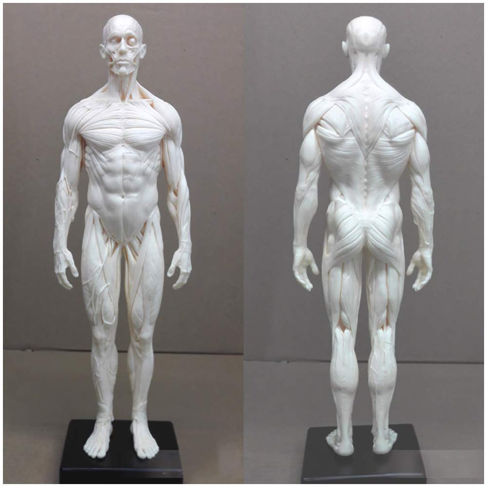 Model Szkieletu Mięśni Człowieka-Model Figury Anatomii Człowieka-Materiał Pu Anatomiczny Model Kości Człowieka-Do Nauki W Klasie I Nauczania