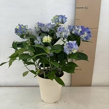 Amazon.co.jp: アジサイ てててまり ブルー あじさい 紫陽花 4号