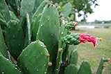 Prickly Pear Optunia Cactus - Rooted Plant + Edible Nopal & Fruit Medicinal Use