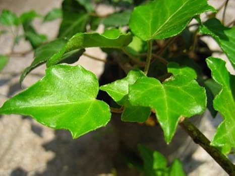 Amazon Co Jp ヘデラ ヘリックス 鮮やか緑で人気 グランドカバー 下草におすすめです Diy 工具 ガーデン