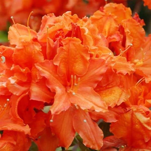 Azalea Japonica Winterhart Die 15 besten Produkte im Vergleich