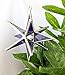 Purple Moravian Star Stained Glass Ornament Handcrafted 3D Design for Window or Tree Decoration and Unique Gift Christmas Ornament