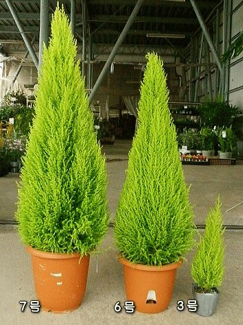 Amazon | コニファー ゴールドクレスト ウィルマ 6号鉢 植木