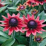 Park Seed Rudbeckia Cherry Brandy Seeds, Polinator-Friendly, Pack of 25 Seeds
