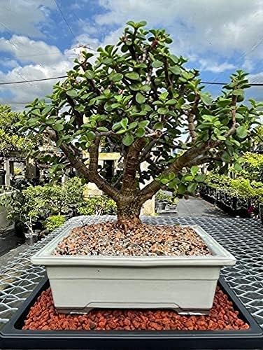 Miniatura 6 de Tinyroots - Bandeja de humedad para bonsái, bandeja de goteo de 11 pulgadas, mantiene la humedad de las plantas y ayuda a proteger muebles, bandeja