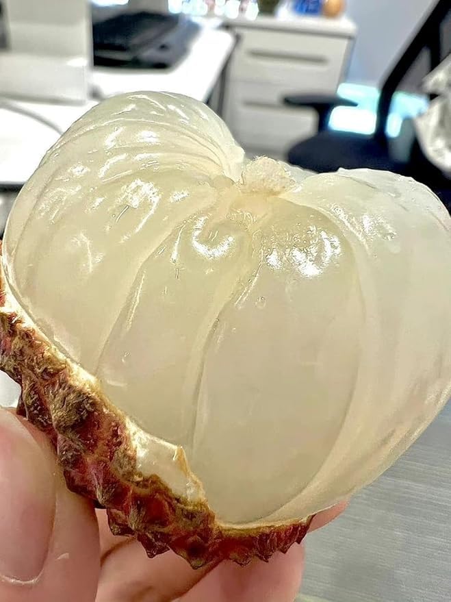 Image of G- All-Time 12 Months Hybrid (GRAFTED) Live Fruit Plant Original & Authentic Organic Tree for Outdoor Fast-Growing Fruit Plant Home Gardens Sweet Healthy Plant Pack Of-1 (Litchi Fruit Plant, Medium)