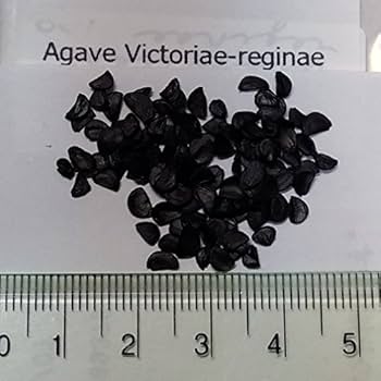 Amazon｜【種子】Agave Victoriae-Reginae◇アガベ・ビクトリア