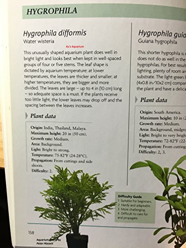 3 Water Wisteria (Hygrophila Difformis), Live Aquarium/Aquatic/Stem Plant By G&Z #TOP3