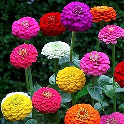 50 Pom Pom Giant Lilliput Seeds Grow Bright Mixed Coloured Garden & Vase Flowers Cover