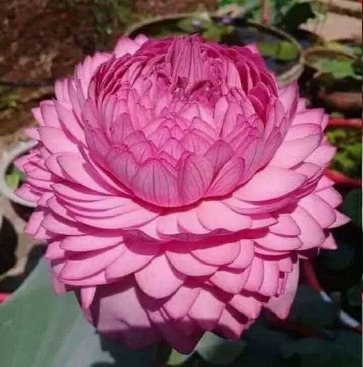 Kiddos Castle Ultimated Thousand Petal Lotus Plant Seeds (TUBER) Orginal Variety Guarante Blooming With in 30 Days Big Hybrid Water Lily For Out Door And In Door Plant (B0CV7RBG1Y) Amazon Price History, Amazon Price Tracker