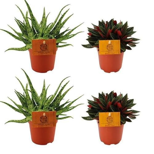2 arañas de aloe + 2 peperomia rosso – 4 unidades – 10,5 cm de diámetro – 10 cm