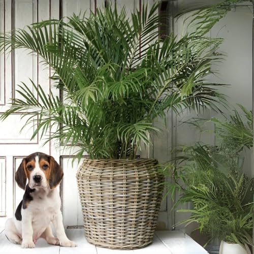 LEBENSwohnART Pflanzkorb BÜSUM Natural Grey ca. 50cm Natur-Rattan Korb Übertopf Aufbewahrungskorb