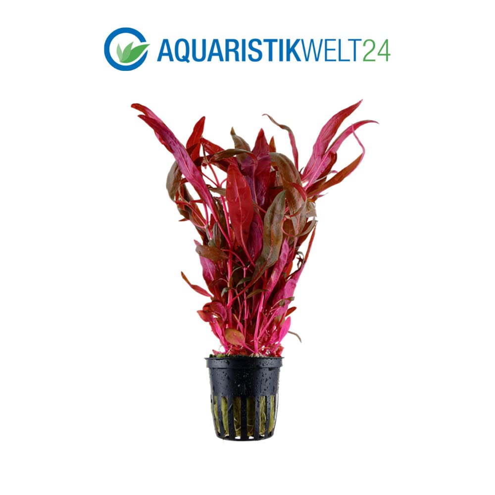 AquaOne Aquarium Pflanzen I 3X Wasserpflanzen I Hintergrund Aquarienpflanzen I Alternanthera Hygrophila Bacopa I Set mit 3 Hintergrundpflanzen