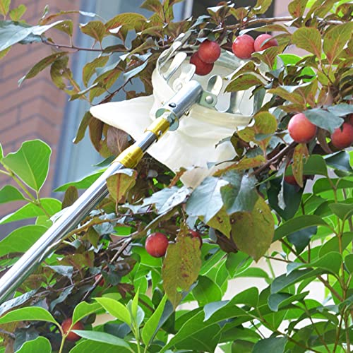 Obstpflücker-Werkzeug – Ausziehbarer Erntekorb für einfache hohe Baumsammlung, ideal für Hausgärtner und effiziente Ernte