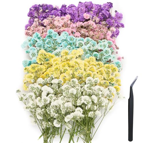 100 flores mini secas de paniculata prensadas para manualidades miniatura 1