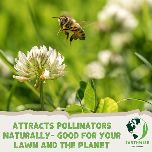 Grass Seed Blends For Low Maintenance And Minimal Mowing