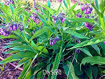 Promoción grande! 100 semillas PCS orgánico certificado Verdadero consuelda, no GMO, Paquete de la semilla certificada orgánicos de la herencia