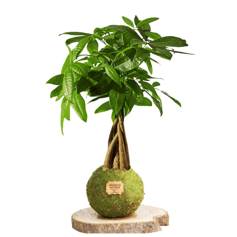 Kokedama Pachira Trenzada Natural - Kokedama Interior | Bola de Musgo Vivo | Planta Natural | Planta Interior | Decoración Hogar | Fácil Cuidado y Mantenimiento
