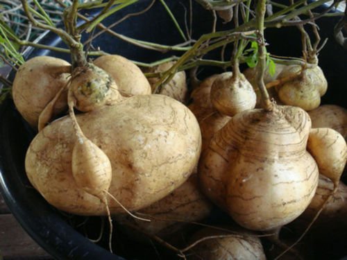 Generic Seeds Of Jicama Yam Bean Mexican Turnip Potato Beetroot 25 Seeds (B01NCJ4LHA) Amazon Price History, Amazon Price Tracker