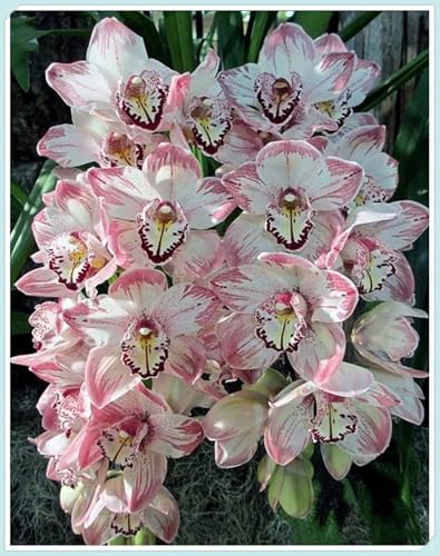 Bulbos de Orquídea Cymbidium - Elegantes y Duraderas - Porte Grácil y Armónico - Ideal para Interior y Exterior-3 Bulbos-A