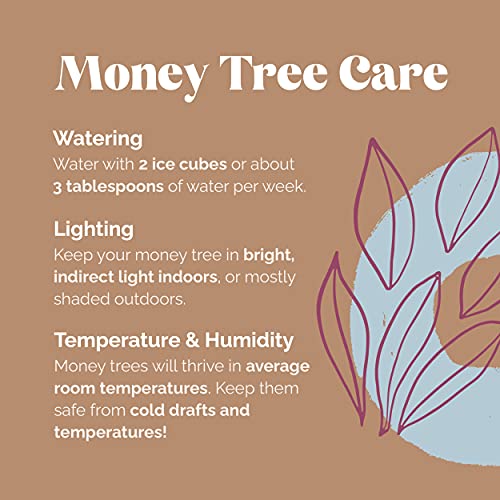 Plants & Blooms Shop PB408 Money Tree, 5\", White Pot, Indoor Live Plant Decoration, Live Plant Gift