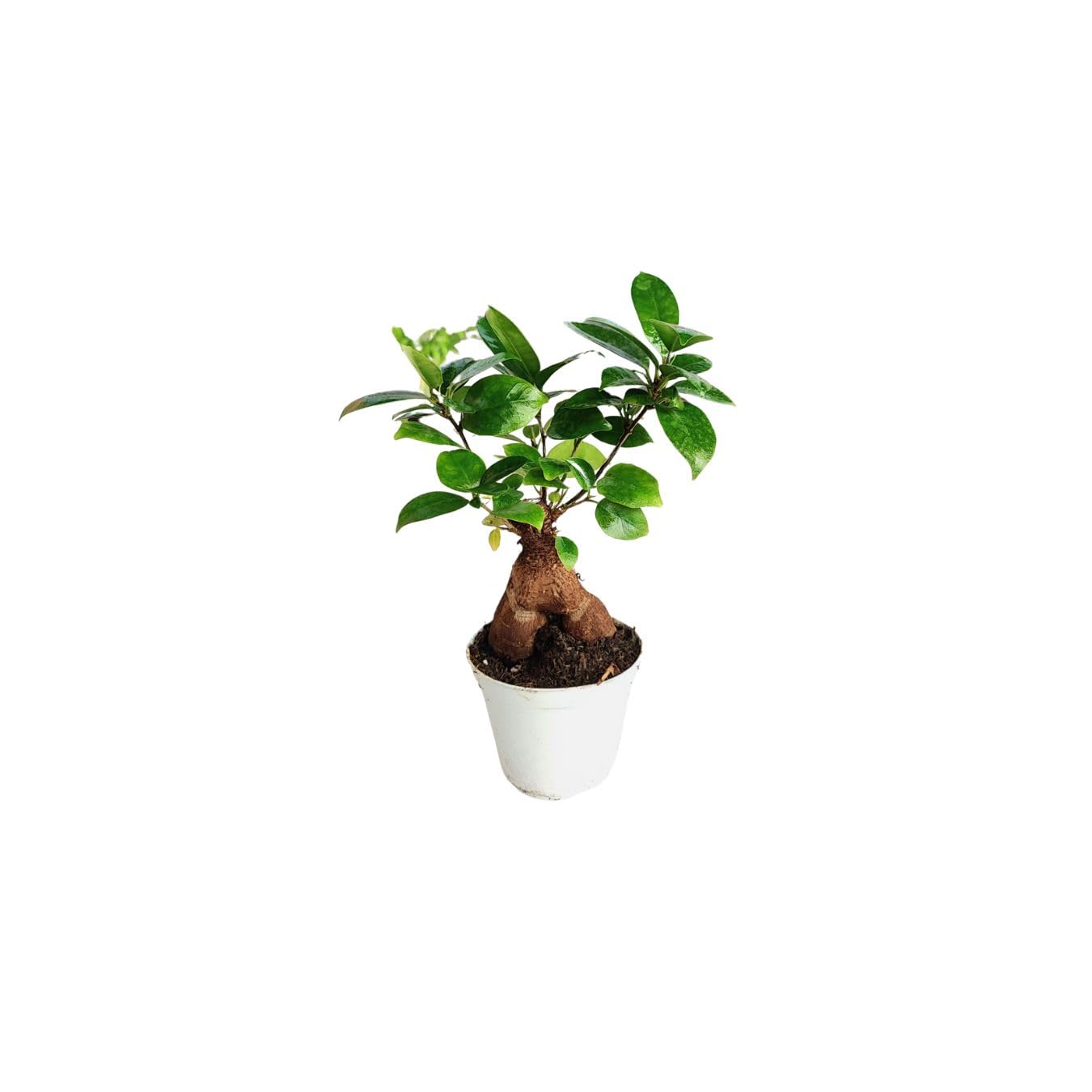 Kit 6 plants verts pour Terrarium Fai-da-Te | Fittonia Rouge et Blanc, Fougère, Lierre, Mini Calathea | Plantes Vives d'intérieur (Avec Bonsai Mini)