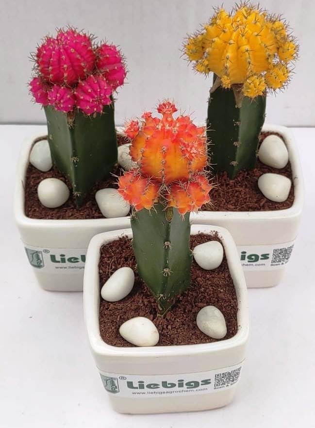 See full amazon price history chart for Liebigs Grafted Moon Cactus multi color Air purifying live plants with pot. Liebigs Grafted Moon Cactus multi color Air purifying live plants with pot. (B09SLQ53S5) Amazon Price History, Amazon Price Tracker