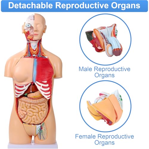Image of Dual-Sex Human Body Model 33.4 inch, 32 Part Removable Human Torso Anatomy Model with Heart Brain Visceral Organ Muscular Layers Bone Vessels Includes Manual for Medical Scientific Education
