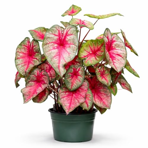 10 Pack - Pink Caladium Bulbs - Fancy Leaf Mix