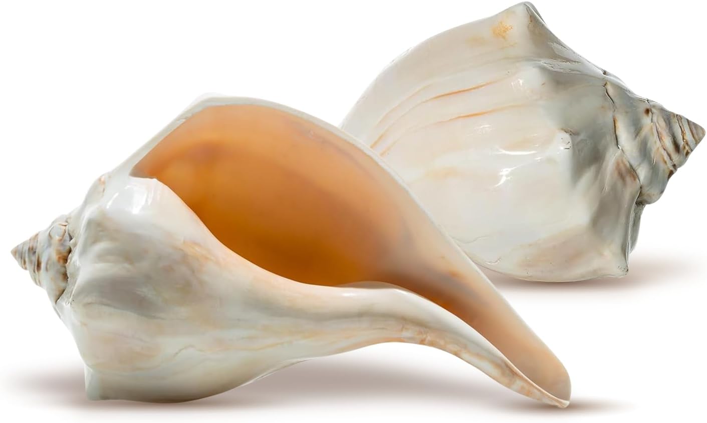 Nautical Crush Trading Conch Shell Decor - Seashell Decor - 6-7" (Pack of 2) Large Atlantic Whelk Sea Shell - Shells for Decoration - Large Seashells for Crafts - Magic Conch Shell