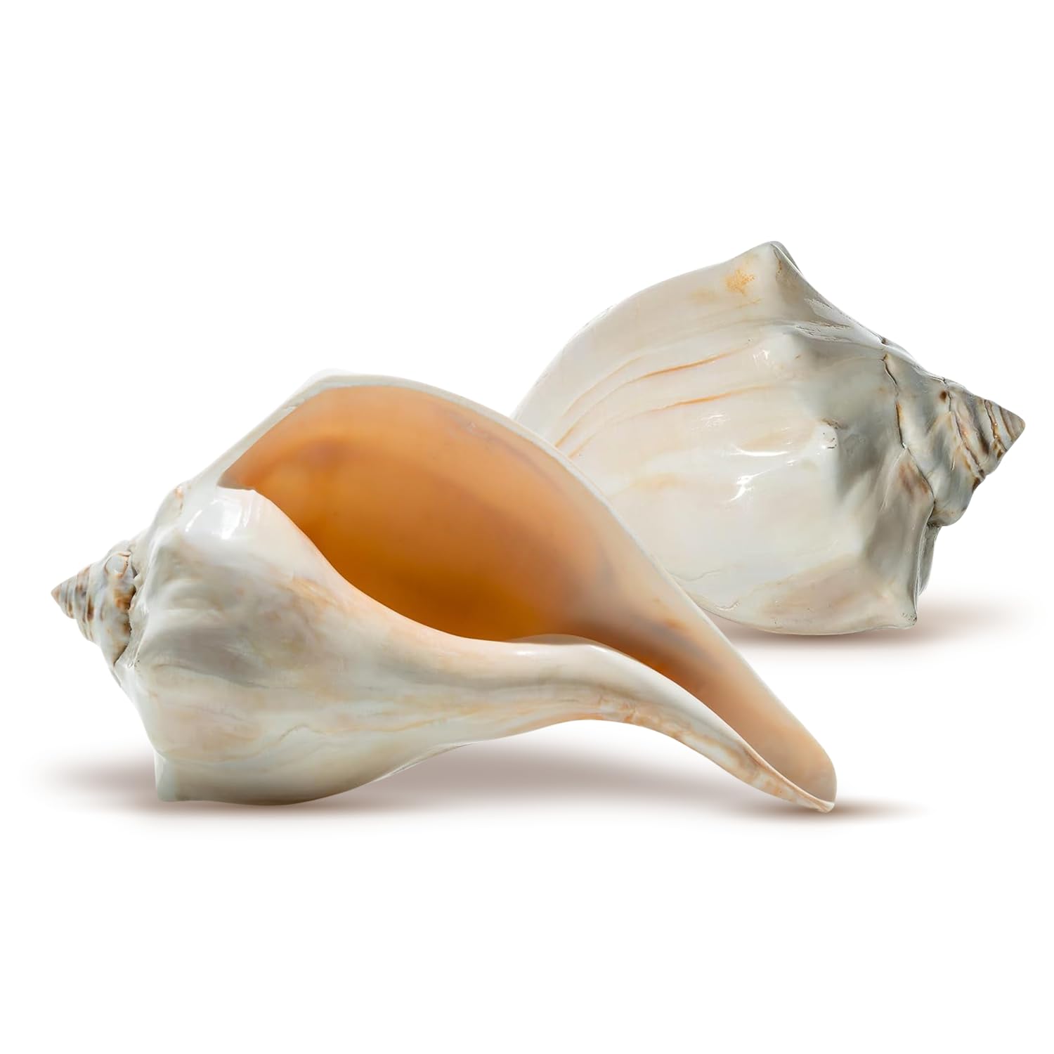 Whelk de l'Atlantique poli lot de 2 grandes coques déco de 15 à 18 cm
